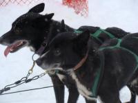 2_black_dogs.jpg