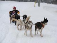 dog_sleding.jpg
